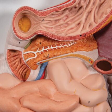 digestive system model-md-0053 bd price