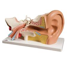 Human Ear Model-Scientific Ear Model